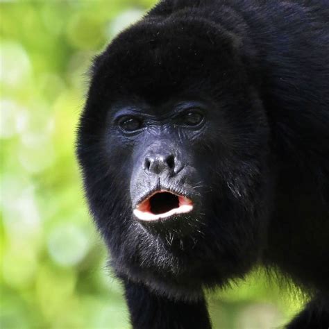 nigerian black monkey